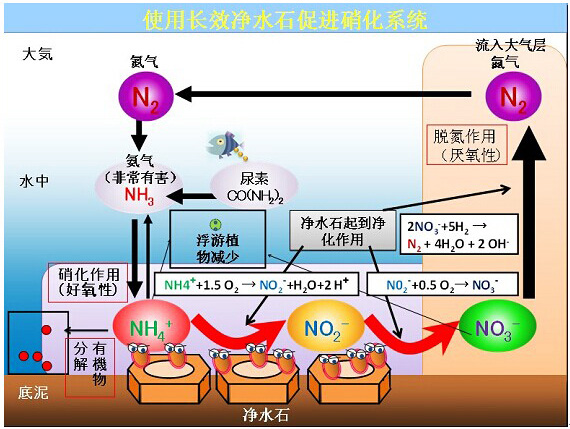 鱼池微生物净水石工作原理